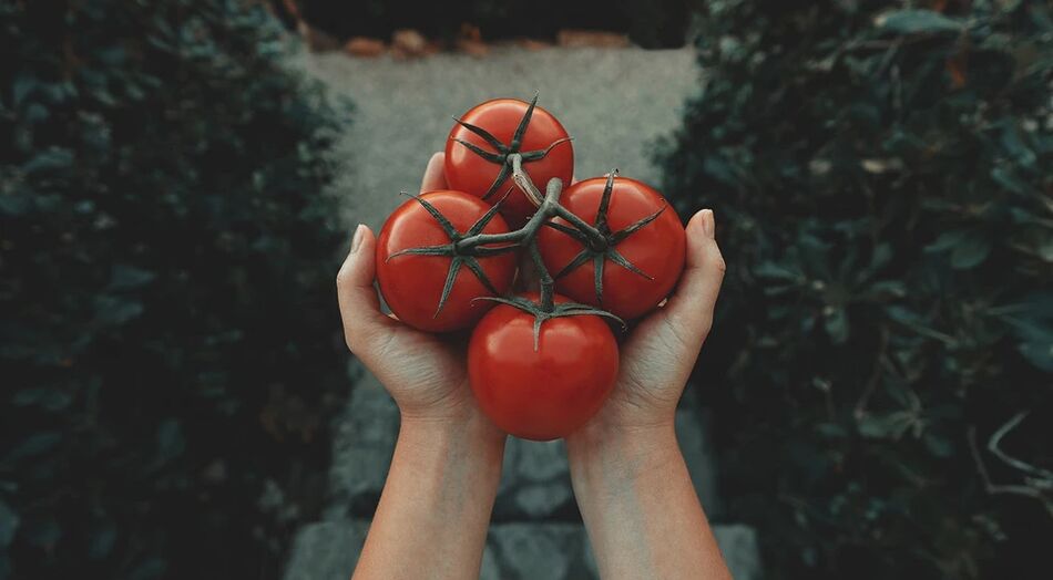 Pomidorai sumažina prostatos vėžio riziką
